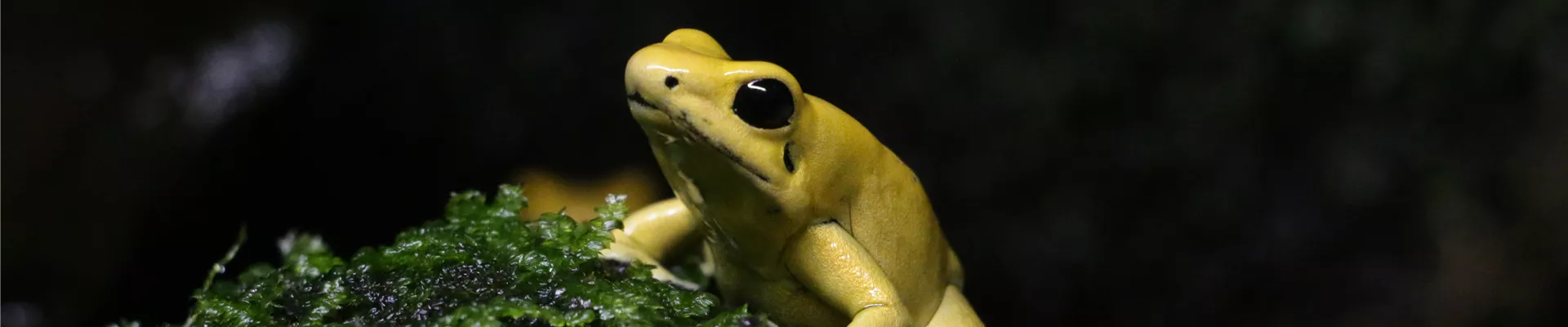 Terra_Pfeilgiftfrosch_.JPG Terra_Pfeilgiftfrosch_.JPG