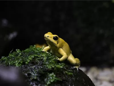 Steckbrief - Baumsteigerfrösche