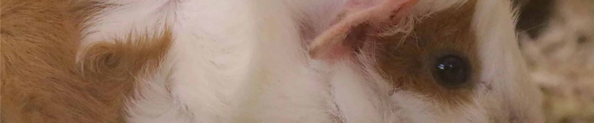 Nager_Meerschweinchen-563-0-3648-3648.JPG Nager_Meerschweinchen-563-0-3648-3648.JPG