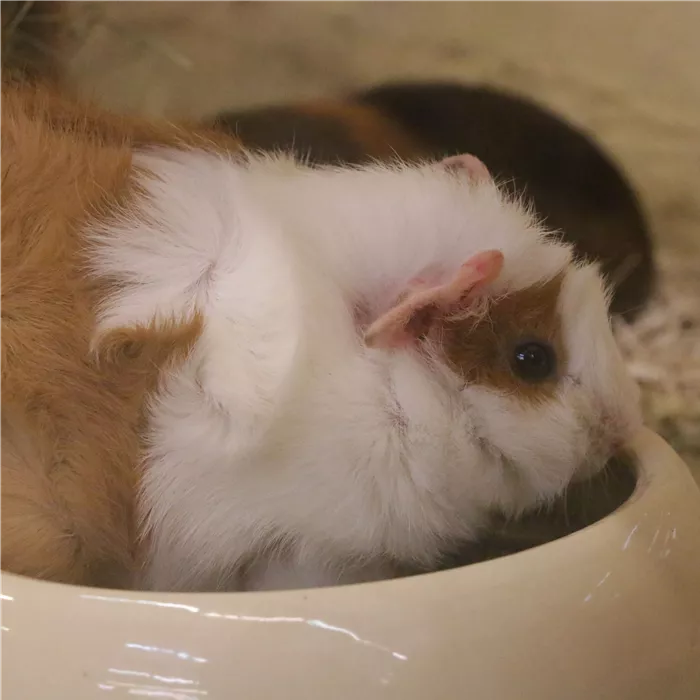 Steckbrief - Meerschweinchen Steckbrief - Meerschweinchen