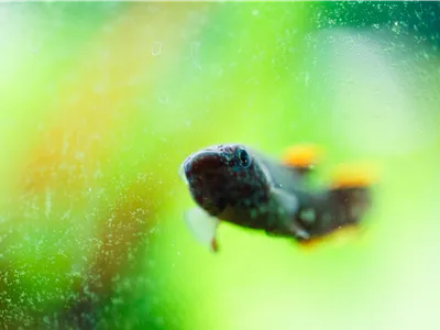 Algen im Aquarium bekämpfen Algen im Aquarium bekämpfen