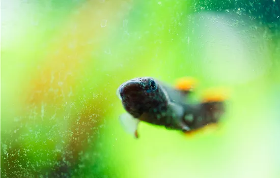 Algen im Aquarium bekämpfen