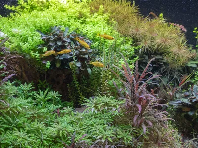 Natur im Aquarium: Beliebte Aquarienpflanzen Natur im Aquarium: Beliebte Aquarienpflanzen