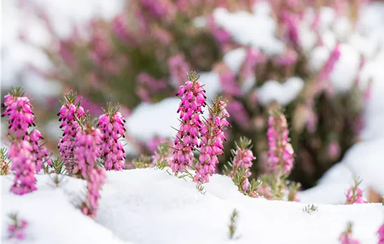 Katzen im Winter: Freigänger in der kalten Jahreszeit Katzen im Winter: Freigänger in der kalten Jahreszeit