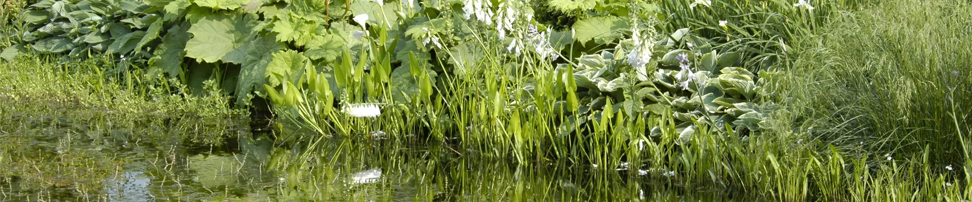 GS619952.jpg GS619952.jpg