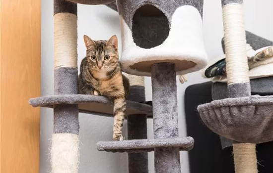 Kratzmöbel und Kratzspielzeug für Katzen  Kratzmöbel und Kratzspielzeug für Katzen
