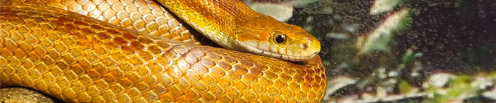 Kornnatter_Steckbrief_Thumbnail.jpeg Kornnatter_Steckbrief_Thumbnail.jpeg