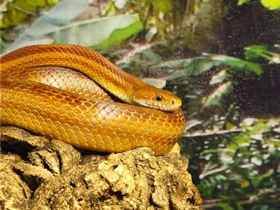 Steckbrief - Kornnatter