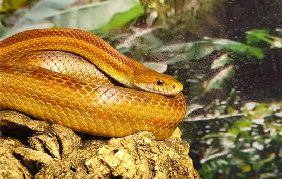 Steckbrief - Kornnatter Steckbrief - Kornnatter