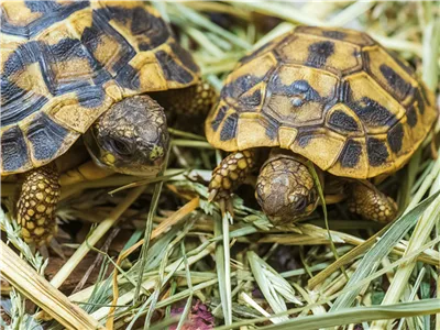 Steckbrief - Mediterrane Landschildkröte