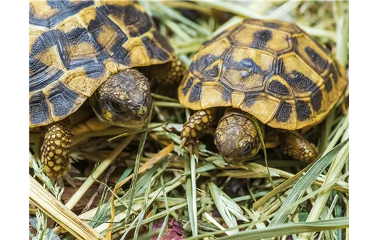Steckbrief - Mediterrane Landschildkröte Steckbrief - Mediterrane Landschildkröte