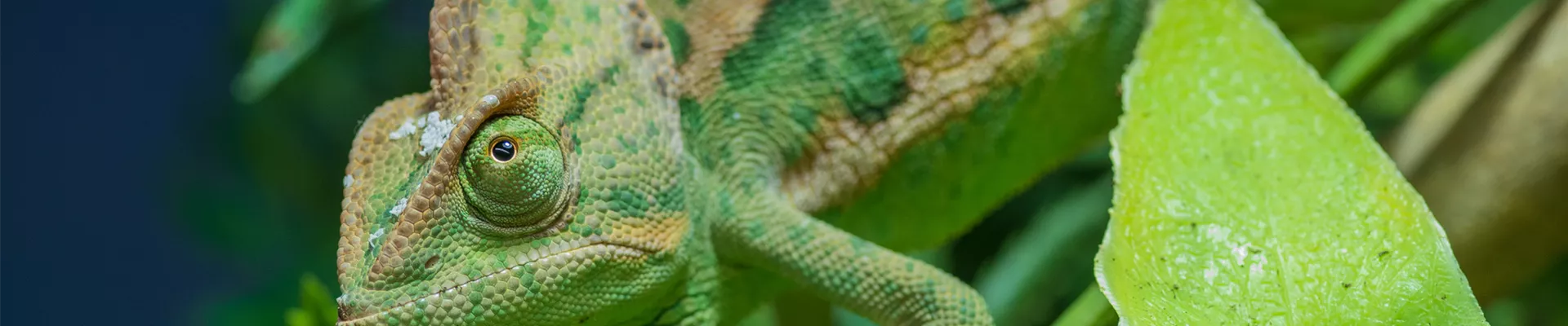 Jemenchamäleon.png Jemenchamäleon.png