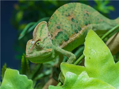 Steckbrief - Jemenchamäleon