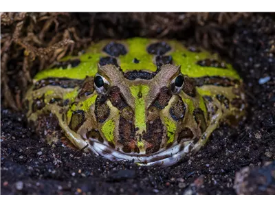 Steckbrief - Schmuckhornfrosch