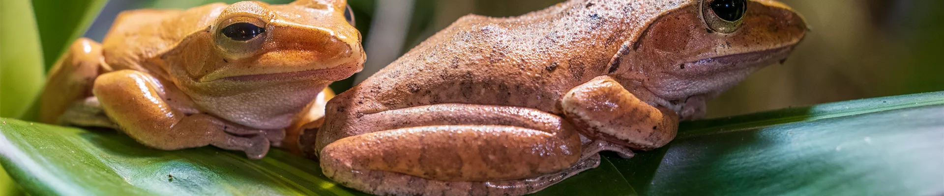 Weißbartruderfrosch - Laubfrosch.png Weißbartruderfrosch - Laubfrosch.png