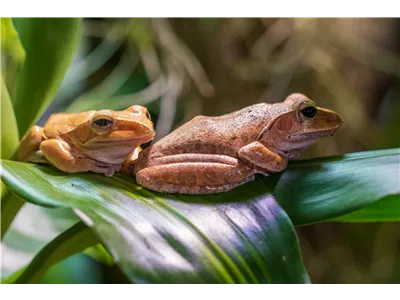 Steckbrief - Laubfrösche