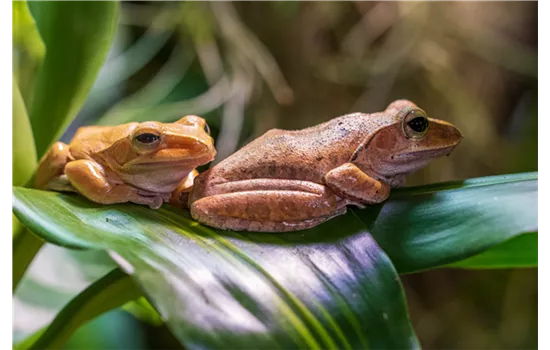 Steckbrief - Laubfrösche Steckbrief - Laubfrösche
