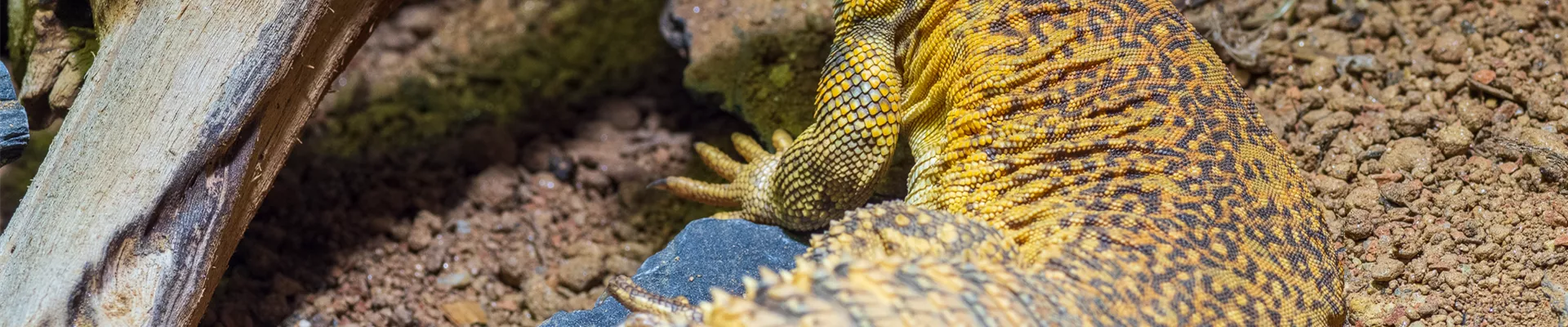 Dornschwanzagame.png Dornschwanzagame.png