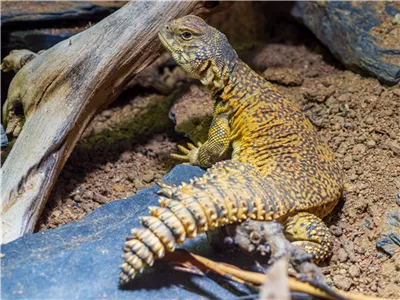 Steckbrief - Dornschwanzagamen