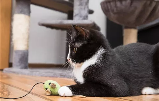 Kratzspielzeuge für Katzen Kratzspielzeuge für Katzen