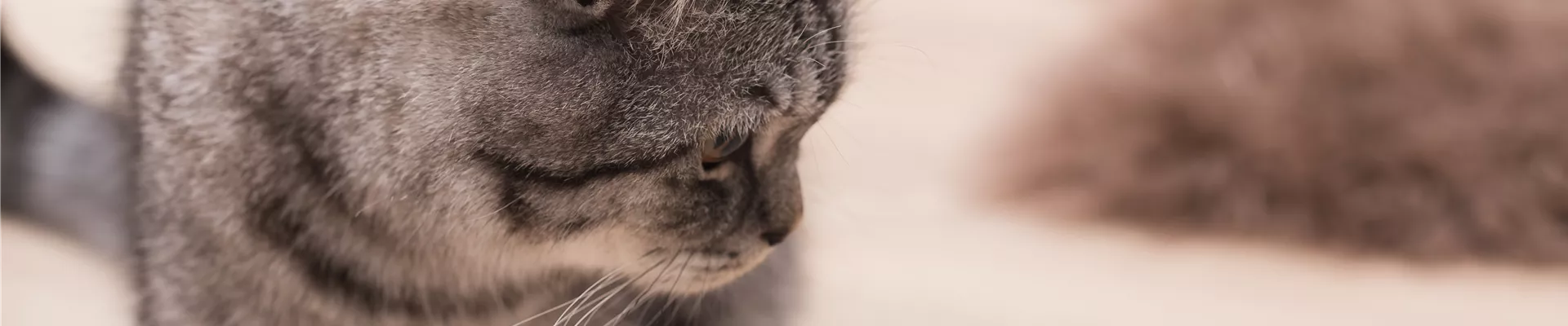 GS584322.jpg GS584322.jpg