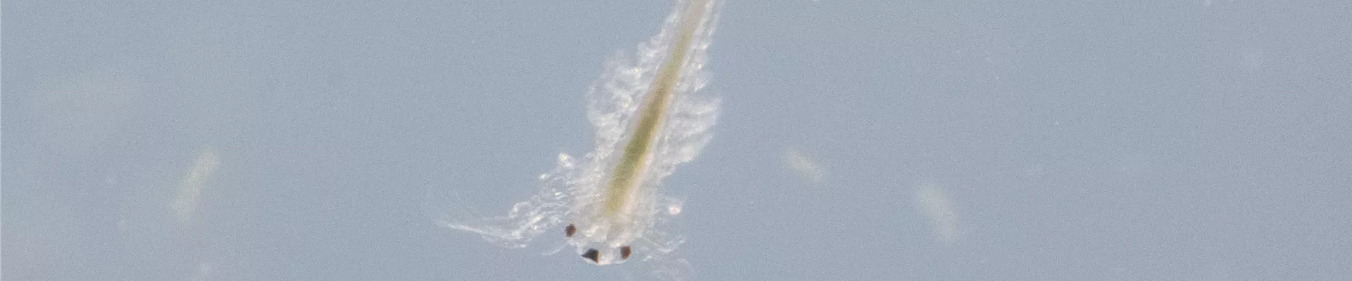 GS535076.jpg GS535076.jpg