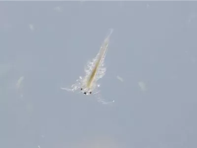 Nationaler Tag der Sea Monkeys – die Krebse aus der Urzeit Nationaler Tag der Sea Monkeys – die Krebse aus der Urzeit