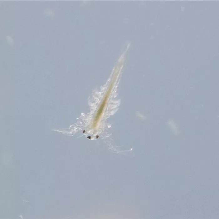 Nationaler Tag der Sea Monkeys – die Krebse aus der Urzeit