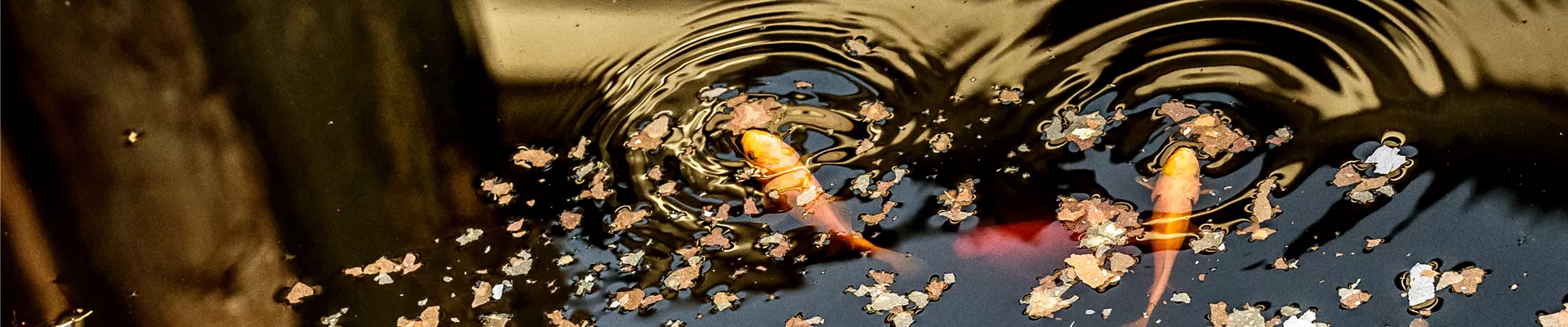 GS530964.jpg GS530964.jpg