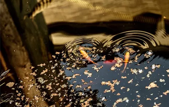 So kommen Teichfische unbeschadet durch den Winter So kommen Teichfische unbeschadet durch den Winter