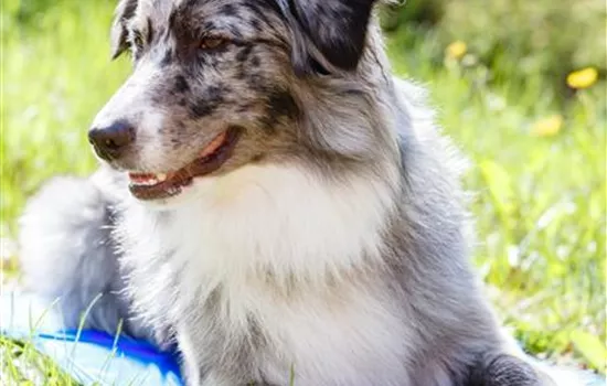 Wenn die Hitze zur Gefahr für den Hund wird Wenn die Hitze zur Gefahr für den Hund wird