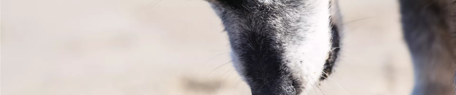 GS584666.jpg GS584666.jpg