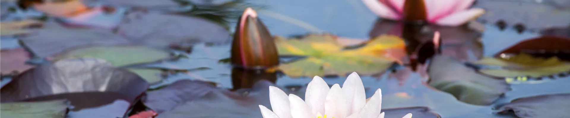 GS493717.jpg GS493717.jpg