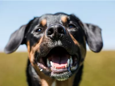 Welthundetag – ein Wuff auf den Hund! Welthundetag – ein Wuff auf den Hund!