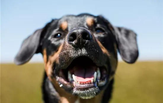 Welthundetag – ein Wuff auf den Hund! Welthundetag – ein Wuff auf den Hund!