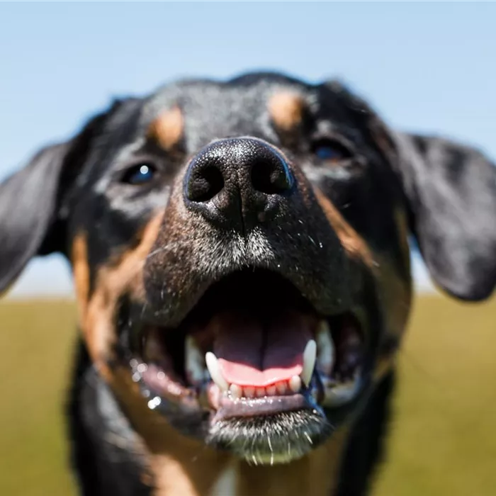 Welthundetag – ein Wuff auf den Hund! Welthundetag – ein Wuff auf den Hund!