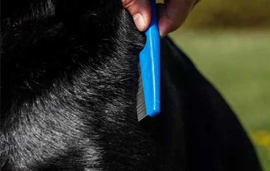 Wenn das Tier zum Flohzirkus wird – Ungezieferschutz für Tiere Wenn das Tier zum Flohzirkus wird – Ungezieferschutz für Tiere