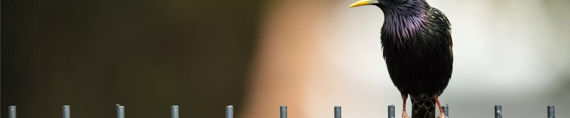 GS534369.jpg GS534369.jpg