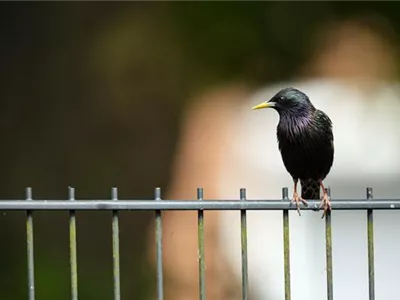 Wildvögel füttern im Winter Wildvögel füttern im Winter