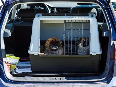 Winterurlaub mit dem Hund Winterurlaub mit dem Hund