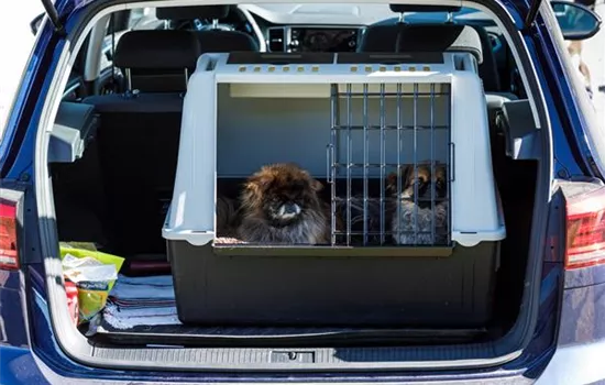 Winterurlaub mit dem Hund Winterurlaub mit dem Hund