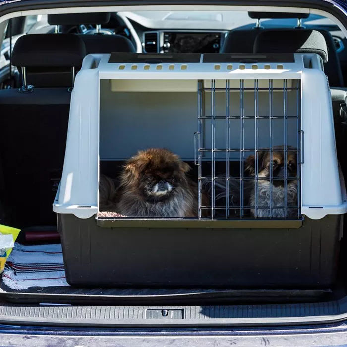 Winterurlaub mit dem Hund Winterurlaub mit dem Hund