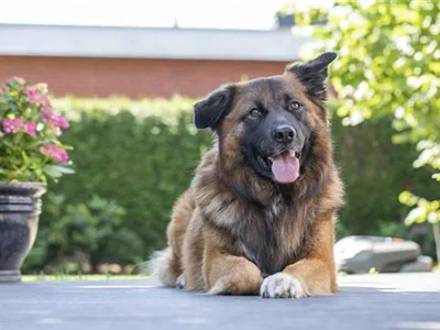 Zur Feier der Vielfalt: Tag des Mischling-Hundes Zur Feier der Vielfalt: Tag des Mischling-Hundes