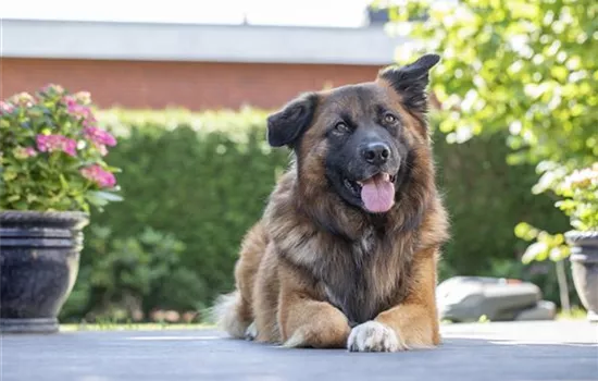 Zur Feier der Vielfalt: Tag des Mischling-Hundes Zur Feier der Vielfalt: Tag des Mischling-Hundes