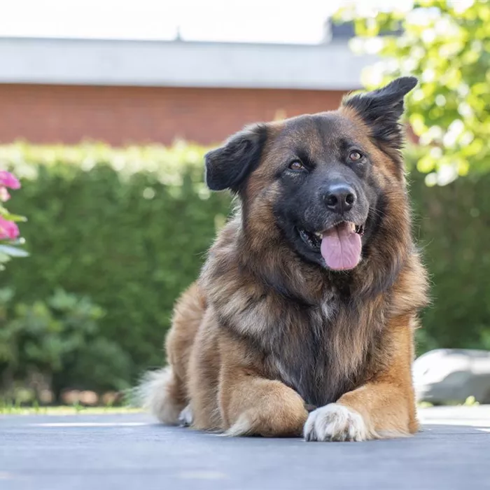Zur Feier der Vielfalt: Tag des Mischling-Hundes