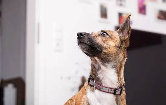 Leuchthalsband für den Hund – Sicherheit geht vor! Leuchthalsband für den Hund – Sicherheit geht vor!