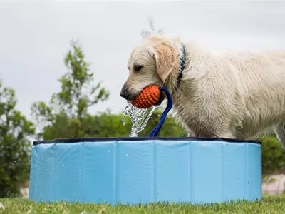 Schwimmspaß im eigenen Garten – Hundepool und Co. Schwimmspaß im eigenen Garten – Hundepool und Co.