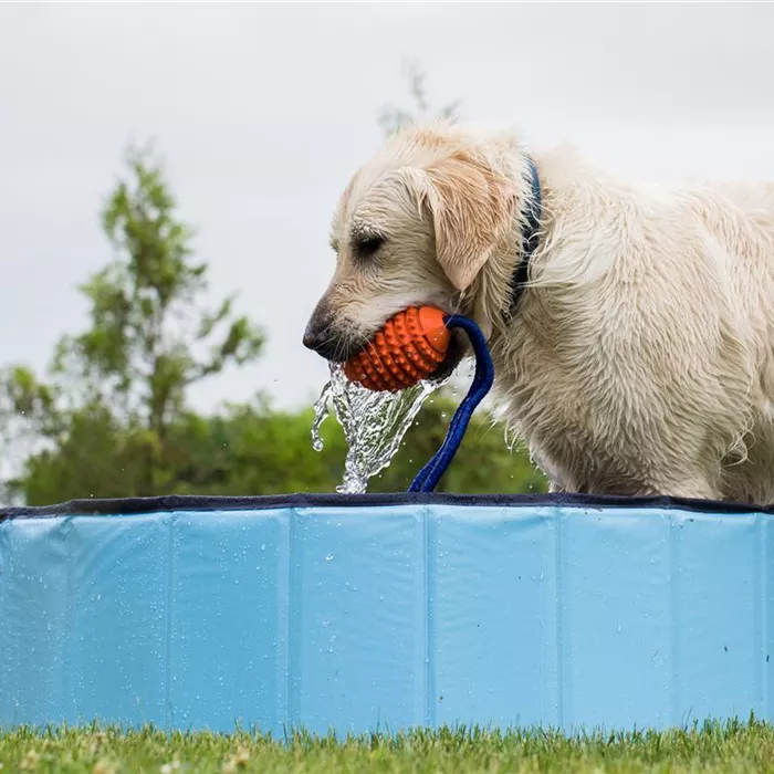 Schwimmspaß im eigenen Garten – Hundepool und Co. Schwimmspaß im eigenen Garten – Hundepool und Co.