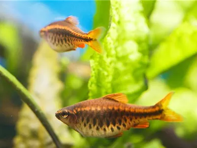 Tag der Fische: Von brennenden Augen und Seekrankheit Tag der Fische: Von brennenden Augen und Seekrankheit