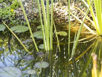 Lebensraum Gartenteich – die artenreiche WG Lebensraum Gartenteich – die artenreiche WG